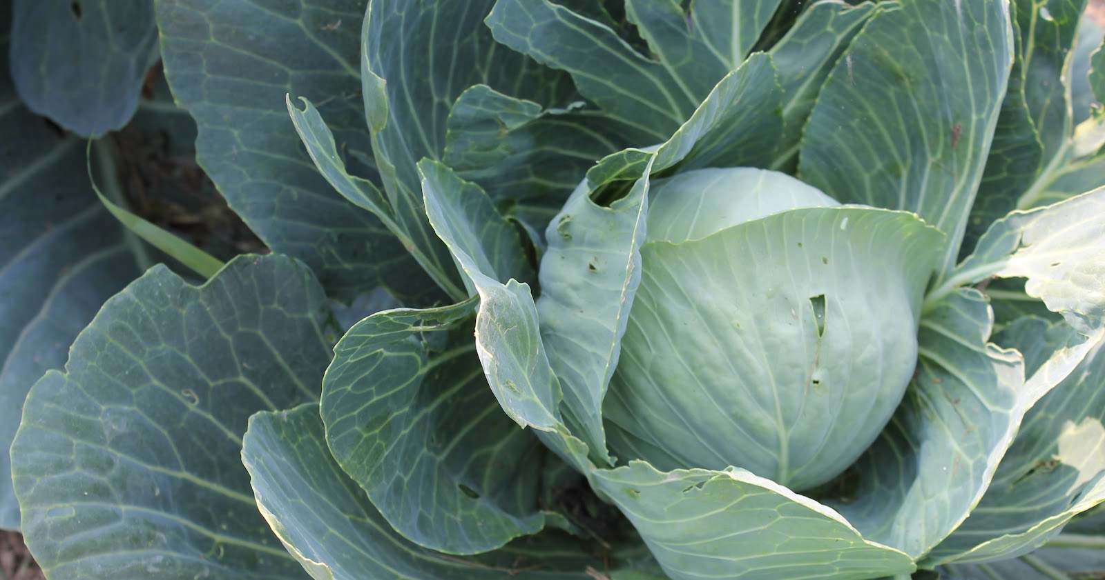 FOLKWAYS NOTEBOOK CABBAGE PATCH