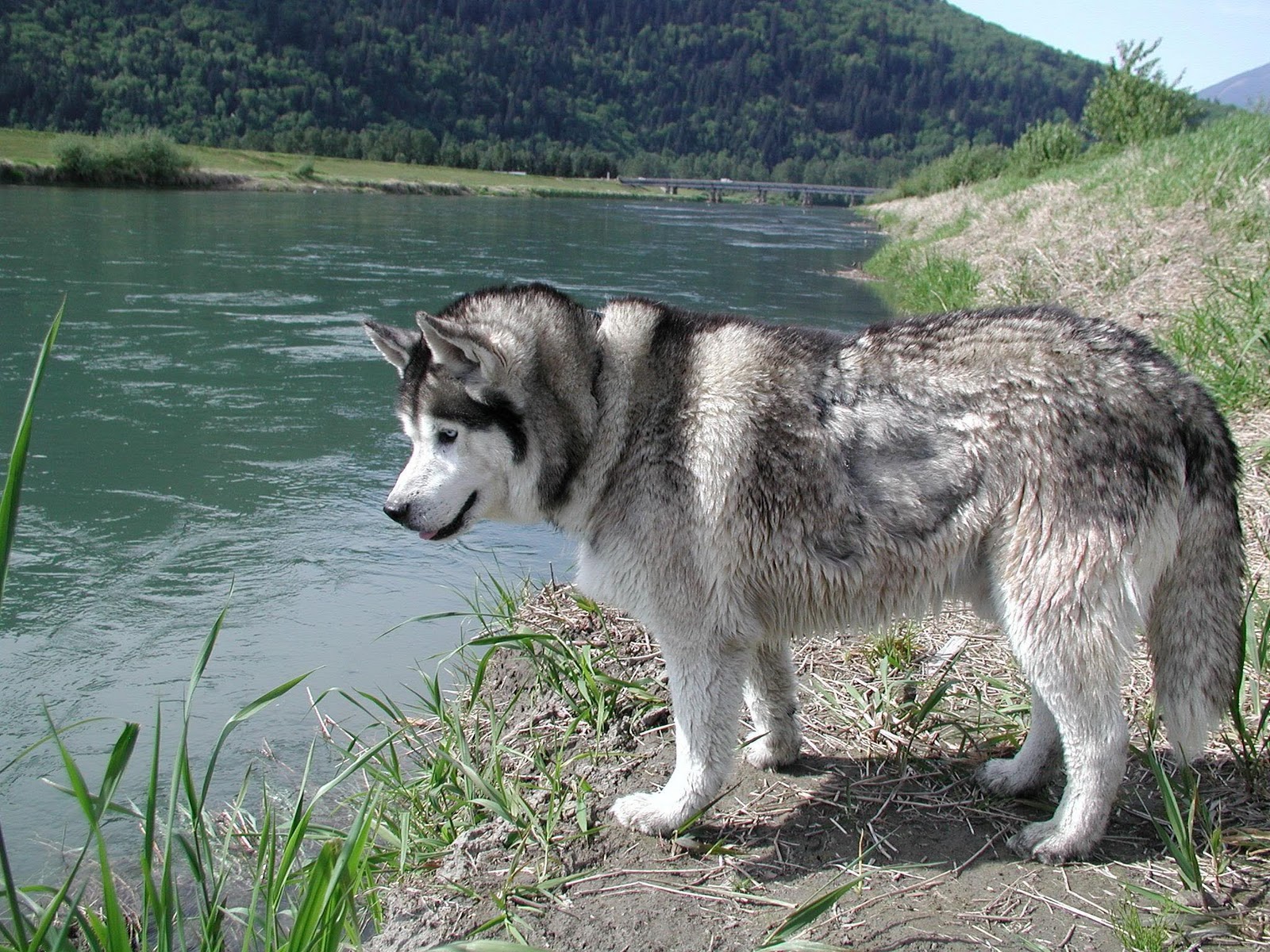 http://3.bp.blogspot.com/--2dn87gfg2c/TZnL3wvuSzI/AAAAAAAAA6Q/U77K9efC7AI/s1600/Siberian+Husky.jpg