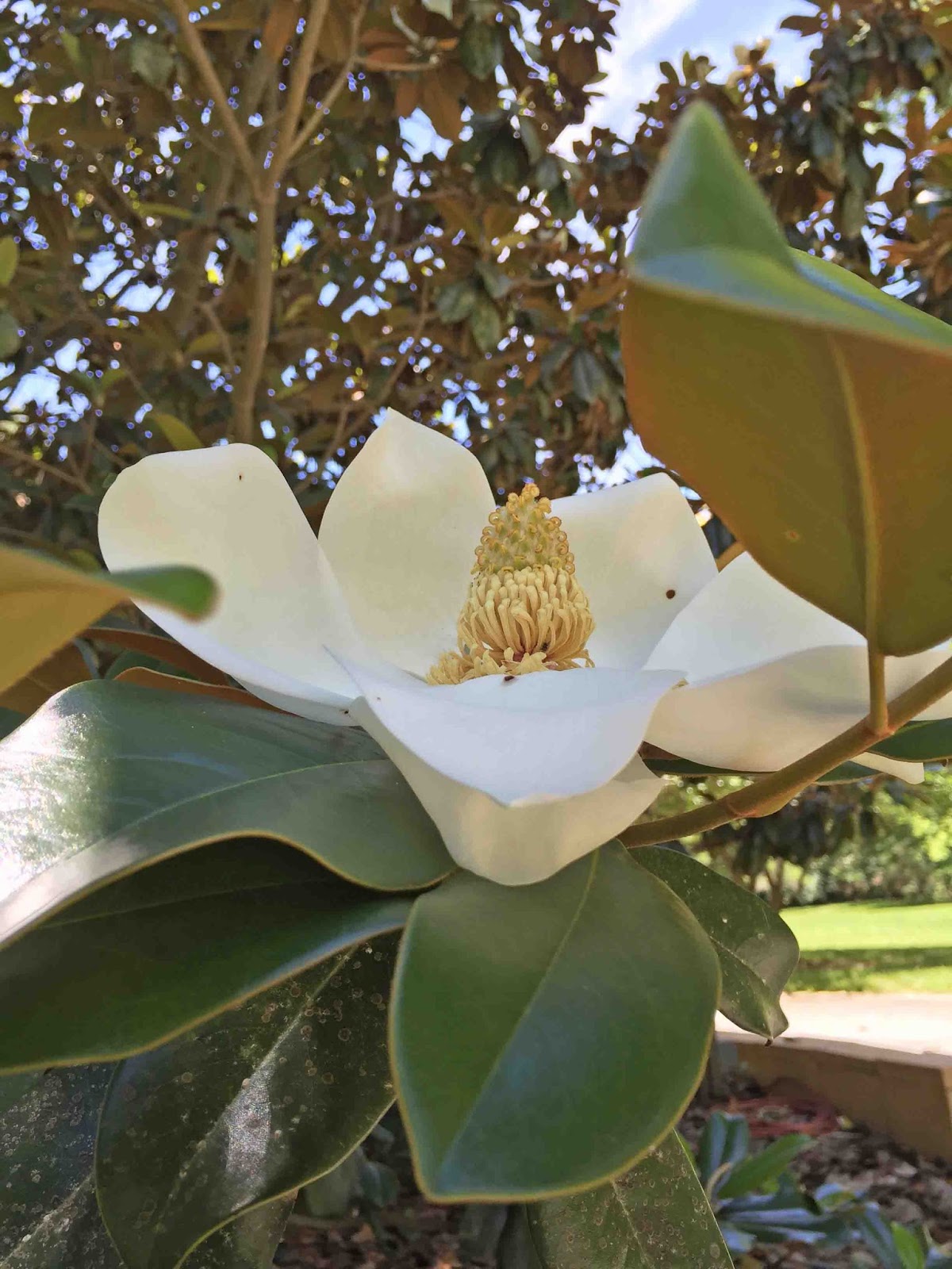 MARIETTE'S BACK TO BASICS {Our Fragrant Magnolia Grandiflora