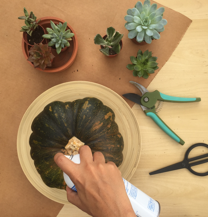 Valentina Vaguada: DIY, pumpkin, succulent, centerpiece, succulent arrangement
