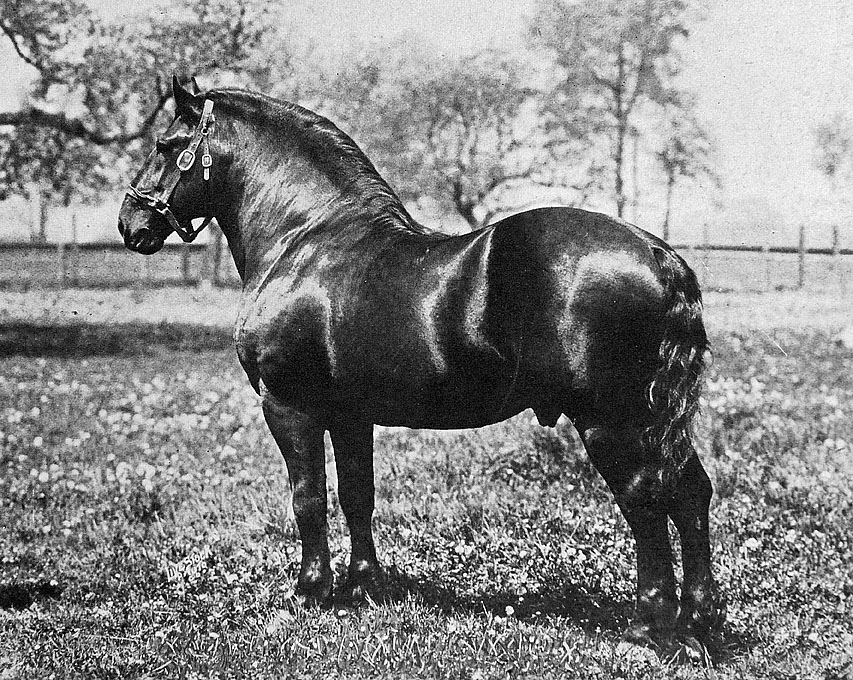 10.1930.%2BPercheron%2BReview%2B%2528Laet%2529%2B%25C2%25A9PHAoA.jpg