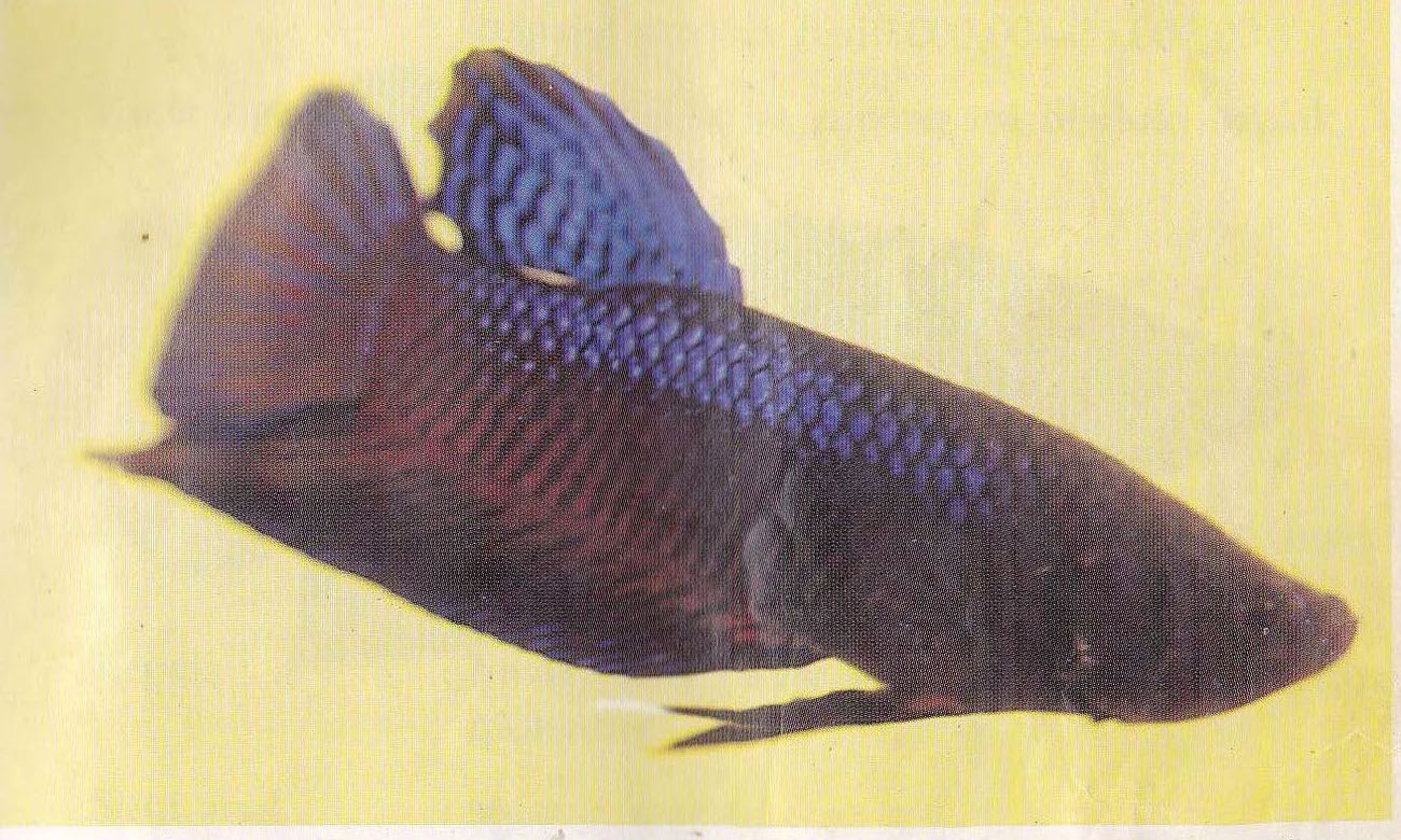 Katong Medan / Ikan Cupang Aduan Ikan Cupang Aduan Legendaris jpg (1300x780)