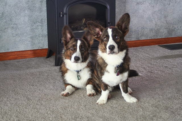 Cardigan Welsh Corgi dog and puppy