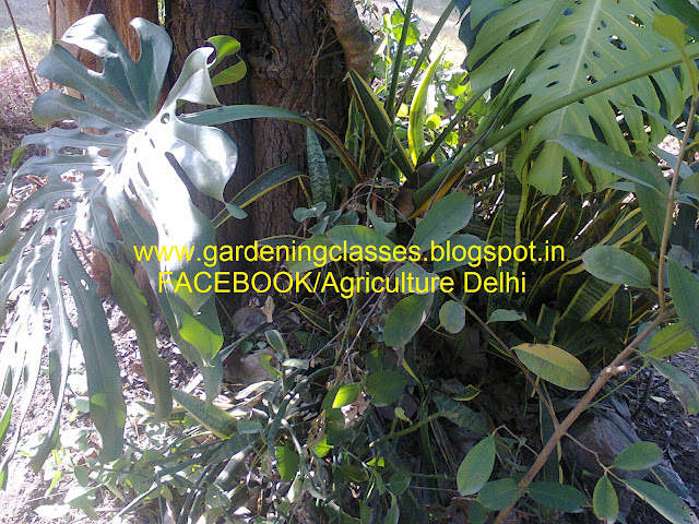 Gardeningclassesdelhi Gardening Classes