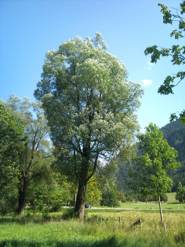Árboles con alma Sauce blanco. Salze blanc. (Salix alba)