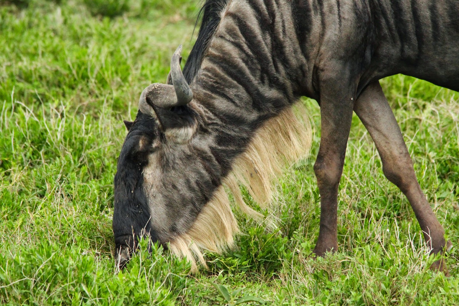 Um safari para ver a grande MIGRAÇÃO DOS GNUS no Serengeti | Tanzânia