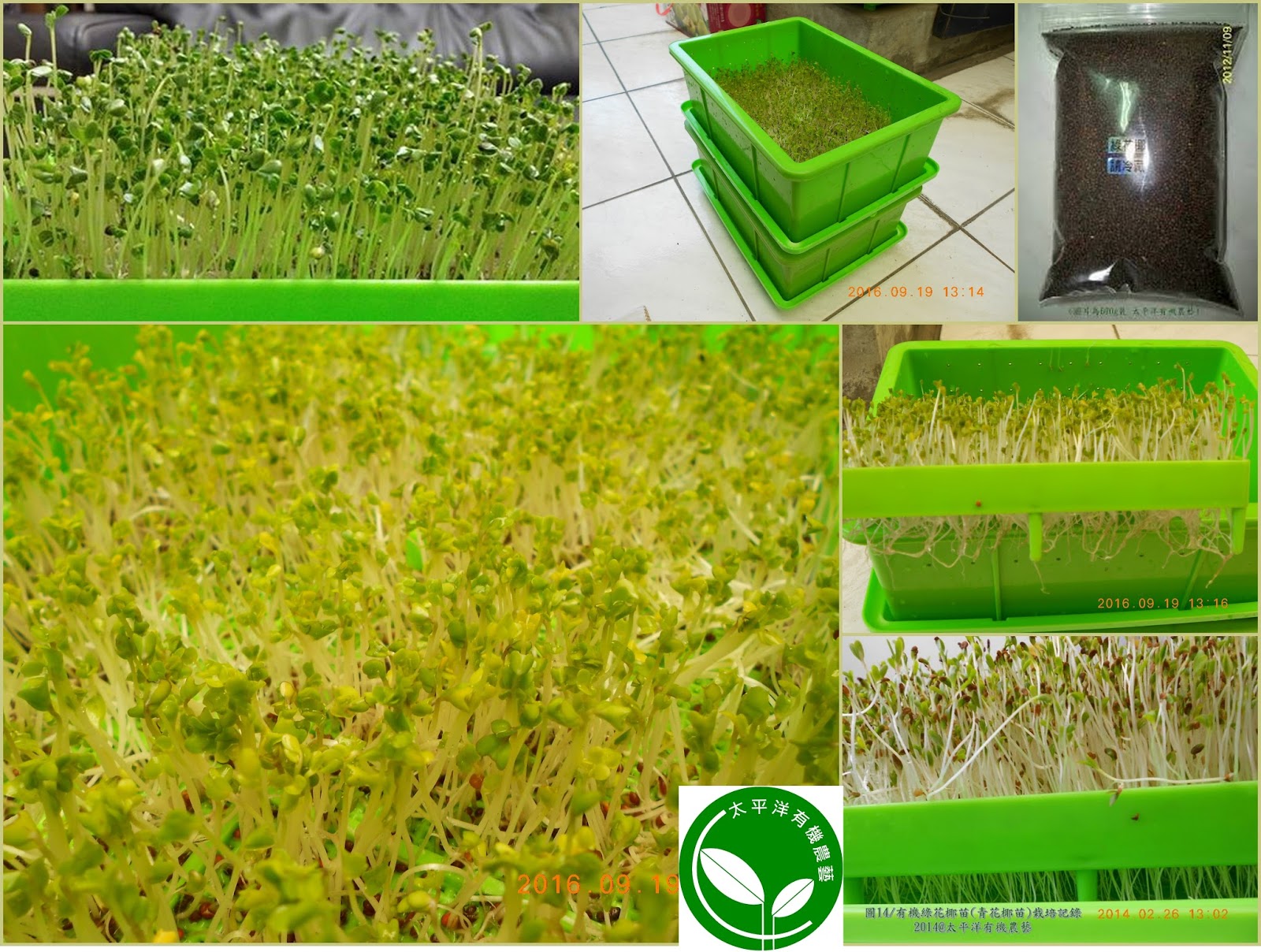 綠花椰,綠花椰熱量,綠花椰食譜,綠花椰芽,綠花椰料理,綠花椰英文,綠花椰變黃,綠花椰嫩芽,綠花椰營養,綠花椰子,綠花椰籽,綠花椰種子,綠花椰苗,青花椰,青花椰芽,青花椰營養,青花椰子,青花椰籽,青花椰種子,青花椰苗,青花菜,青花菜食譜,青花菜芽,青花菜芽diy,青花菜料理,青花菜種植,青花菜種植方法,青花菜熱量,青花菜筍,青花菜筍種植,青花菜種子,青花菜英文,青花菜變黃,炒青花菜,青花菜子,青花菜籽,青花菜芽,青花菜苗,青花菜苗抗癌,西蘭花,西蘭花是什麼,西蘭花種子,西蘭花籽,西蘭花籽,西蘭花芽,西蘭花苗,綠花椰菜,綠花椰菜芽,綠花椰菜苗,綠花椰菜熱量,綠花椰菜種子,綠花椰菜子,綠花椰菜籽,青花椰菜,青花椰菜苗,青花椰菜苗diy,青花椰菜種子,青花椰菜芽,綠花椰精力湯,青花椰精力湯,青花菜精力湯,西蘭花精力湯,青花椰菜芽,青花椰菜汁,青花椰食譜,青花菜苗抗癌,青花椰種植,綠花椰菜芽萃取錠,綠花椰苗功效,綠花椰菜食譜,炒綠花椰菜食譜,綠花椰菜料理食譜,涼拌綠花椰菜