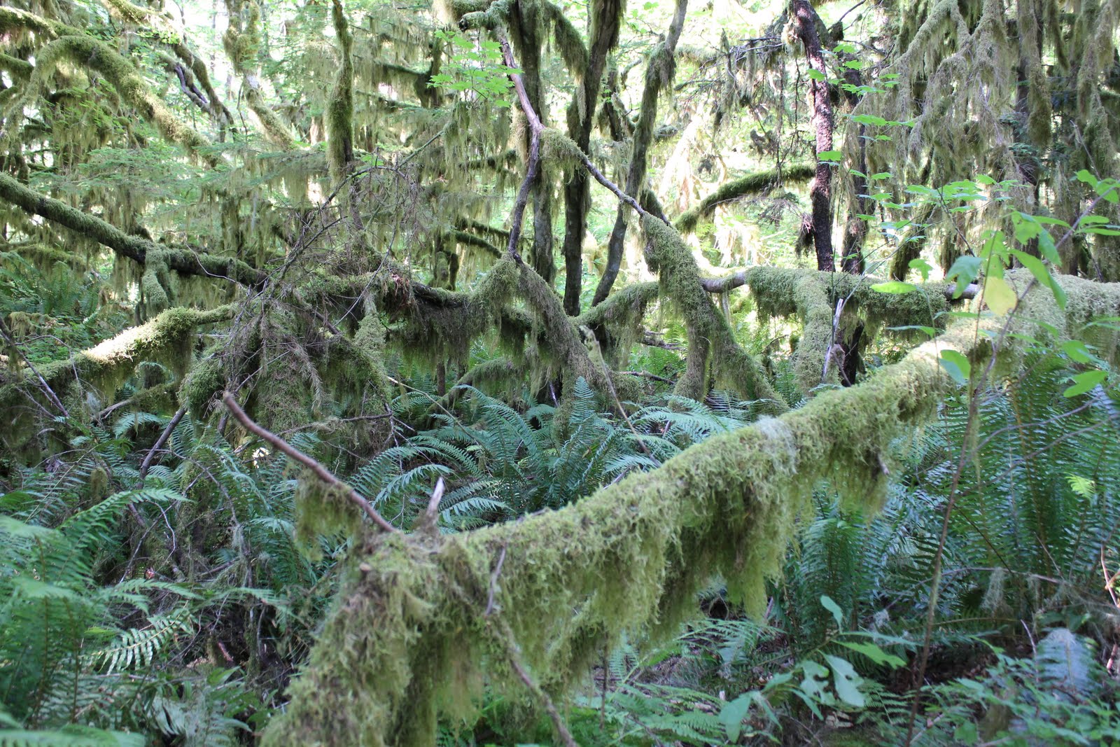 TRAINING WHEELS NOT INCLUDED Rockport State Park, Washington
