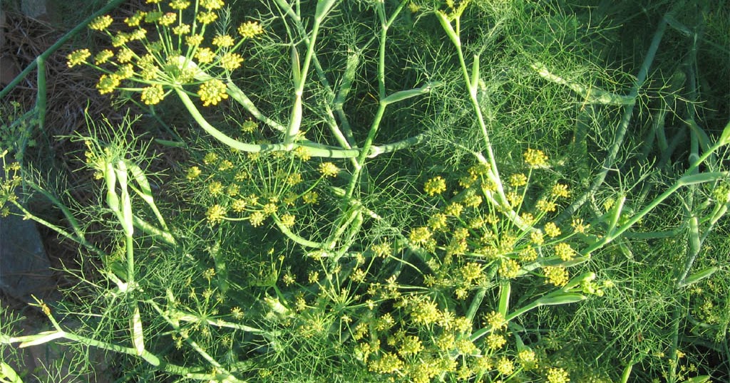 FENNEL RELIEVES ACUTE ABDOMINAL PAIN