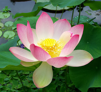 Beauty Flower: Lotus Flowers