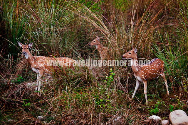 Recently I was out to Jim Corbett with office friends and this was my third trip to this place. The only change was place where we stayed and safari timings as well. This time we decided to go early morning as Tiger had denied to meet us during evenings...Spotted deer at Jim Corbett National Park, the most popular thing to find inside this wildlife sanctuary. Some of the friends also made some theories and both were opposite to each other. One theory says that high number of tiger means less number of tiger and then less probability of finding one. Other theory says - If you watch and wait at the place where deers are, probability of siting a tiger are high. I don't want to discuss these further :)So most of the folks got up early at 5:00 am and this time is really very odd for engineers, except few special cases. Vaibhav, Lalit, Priyanka and Anurag in their Safari van and waiting for other folks to join and start the real journey towards the wildlife sanctuary. We stayed at Tarangi Resort and all vans came to same place to pick us for Safari.After driving at 100 kmph, we reached forest gate and our driver went out to do the paper formalities. There was some time to start the Safari. This gate opens at 6:30 am. After all the formalities one forest guide joined us in van and he shared some interesting details, which were hard to believe in.We went through Amadanda, which is entry gate for Bijrani region of Jim Corbett Wildlife Sanctuary. There is a limit on number of Safari Vans which can visit this zone at a particular time. We had approximately 8 vans and 2 were stopped at gate. At least distribution of spotted deers was uniform as we were seeing them after every 5-10 minutes. At least there was something to entertain inside the forest. First time when we saw these deers, we stood up and clicked lot of photographs. Same thing happened second and third time. But after that we were not even stopping the van after sighting of spotted deers or barking deers.Here is a photograph of newly build Guest House at Bijrani. It seems there are five  main regions of Jim Corbett National Park which are known as Dhikala, Jhirna, Bijrani, Sonanadi, Domunda. And various entry gates are located at Dhangari, Khara, Kalagarh, Amadanda, Vatanvasa, Durgadevi !!!Here comes the first break near Bijrani Guest House. There were some shops to have some tea and snacks. In this photograph everyone is coming near to this safari van to have a group photograph. Everyone is relaxing at Bijrani waiting point. Somehow all drivers were more comfortable in spending time at this spot rather go inside forest and wait at appropriate place for birds if not tiger. Anyway, probably all depends upon enthusiasm of people they accompany. Elephant Safaris are also available at Jim Corbett, but I never had one. I would definitely try this one in Bandhavgarh or Kanha next time.It seems Corbett has largest number of Tigers in India and few said Asia, but Kanha & Badhavgarh are two popular places for Tiger sighting. Both these Sancuatries are in Madhaya Pradesh. I have been to MP many times but never got a chance to visit these sanctuaries. Another empty Safari van waiting for folks to come in and continue the next journey inside forest. It was standing near Bijrani Guest House. There are many Forest Guest Houses inside the national park and probability of finding a tiger increases. I have heard a lot about the guest-house in Dhikala. Few months back, I had an option to stay in Dhikala Guest House. But I had a question in mind that how important it is to go to Corbett for seeing a tiger after taking leave at office, travelling in a bus n lot of other things :) ... So finally we continued after a decent break of 25-30 mins at Bijrani Guest House and Check-post.To know more about Jim Corbett National Park Guest Houses, check out http://www.jimcorbettnationalpark.com/corbett_zone.aspWe were welcomed with some colorful birds on river bank. We were also to catch some of them in cameras and saw others through binoculars. Somehow I was expecting more birds on the way but probably we crossed very fast. This Safari seemed like a project to finish as soon as possible. On top of that our forest guard was very negative and asked to enjoy this forest & this ride... Kingfishers and Spotted deers are two things I have always seen in Jim Corbett. But fortunately this time this tiny bird was comparatively closer to us :)Another photograph of same Kingfisher with a different pose :)Eagle sitting on top of very high tree. Our driver saw hi coming towards this tree and stopped the van. Soon after the eagle landed behind a branch and it was not visible from our van. We moved by few meters and waited for some time. Someone driver and foreest guard were more enthusiastic about watching this bird and we were relaxing back on our seats. But of course, me and Priyanka were trying to click some photographs with appropriate lighting on it.Now it was time to see tiger :We reached near a high machan and some of us also went us with their bianoculars. After sepnding some time on top of it, everyone came back and thought of moving ahead. Although some of the folks wanted to wait and enjoy this place but most of were in hurry :)Saurabh, Charu, Dhruv, Tarun and Ekta - All set to move forward and soon after we starting seeing pugmarks of Tiger. This is normal process which happens during all the visits to Jim Corbett. I was seeing these marks third time but never saw that Tiger who went by that track few minutes back. This time there was one different thing which I missed to capture in my camera. There was a mark in the middle of the track, which was defined as a mark created because tiger was sitting there.  After seeing a series of marks, we went towards dense forest and track was amazing. Noone was allowed to stand and instructions were given not given by driver or guide this time. Trees were asking us to sit on our seats. I think I missed the part when driver/safari-guide sensitize every tourist while inside the forest - mainly folks are not allowed to wear vibrant colors, try to make to less noise and to sound when we see something. The only difference was that theories were not tol this time. Otherwise there is a technology to track a tiger and whole method is based on movement of birds, sounds in the forest and state of spotted deers. Best story I heard was the one by a guide in Ranthambore National Park.There were lot water bodies inside Jim Corbett National Park. Some of them were quite rich with flowing water, few were in form of natural water ponds and some concrete ponds were also created to have regular water supply during summers.Best part of this safari was the expereince of a dense forest with colorful grass on both sides of these tracks. One should have wait here to watch various colorful birds. Although none of us had that patiance, as most of us wanted to mark the checklist that we went inside Corbett National Park :)Hope this man would have not been there on top of this elephant :( ... Anyway, it was good to see an elephant inside the forest.Most important activity was to click Photographs. Whole group was rich in terms of cameras. Most of the camera brands, types were accompying us inside Corbett National Park. Most of the folks had DSLRs with zoom lenses and few of the folks had dpoint-n-shoot digicams. btw, Tarun is carrying his personal camera which is gifted by Adobe on completion of 5 years of his service to Adobe and his sabatical is due.Other interesting thing which was explained to us that Langoors help deers in getting green leaves form top part of the high trees. So Langoors go up and pluk some leaves for spotted deers waiting below.Here is forest office where each Safari van has to mention the in time as well as out time. Forest department make sure that no safari van is spenting much time inside the forestFinally everyone missed Tiger, as usual. Although most of us had minimal expectation of seeing a tiger but still everyone had this right of getting disappointed in the end of this Safari to Jim Corbett National Park.