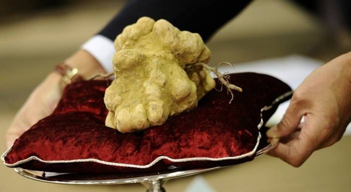 In 2007, a half kilogram white truffle was sold at auction in Macau for $ 330,000. And this is an absolute record among the products - food is more expensive than humanity has not yet invented. The local businessman Stanley Ho became the buyer of the precious mushroom.