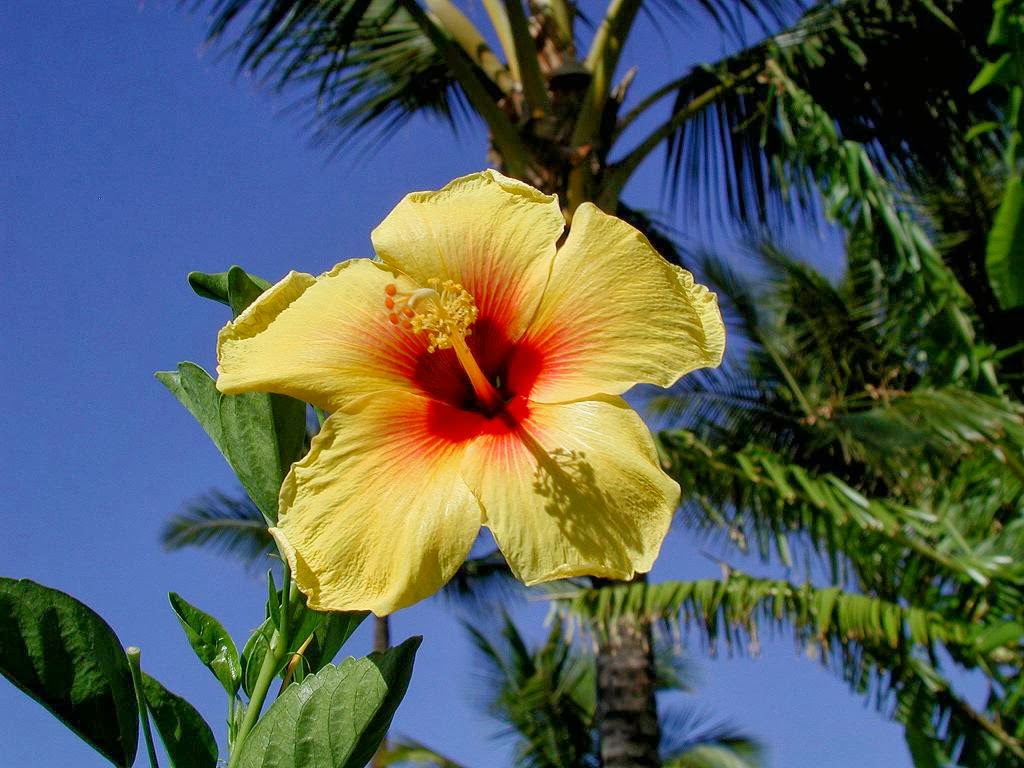 Hibiscus Flowers Wallpapers HD WALLPAPERS