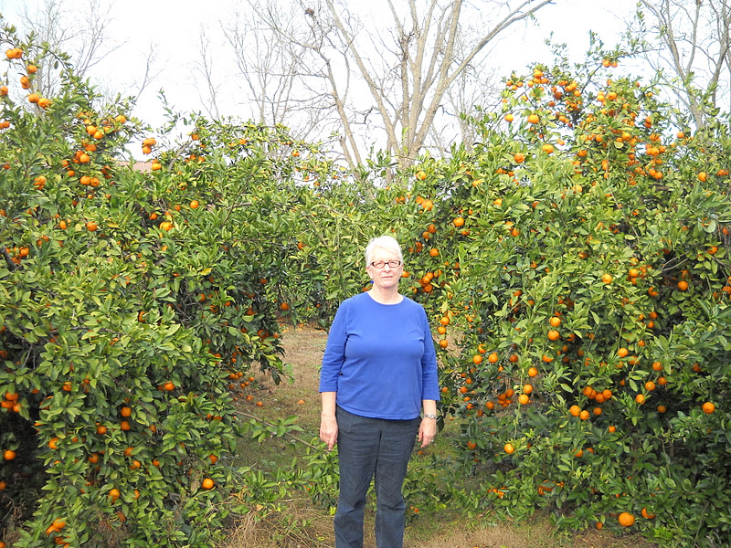 Gold Hill Plant Farm Satsuma Grove