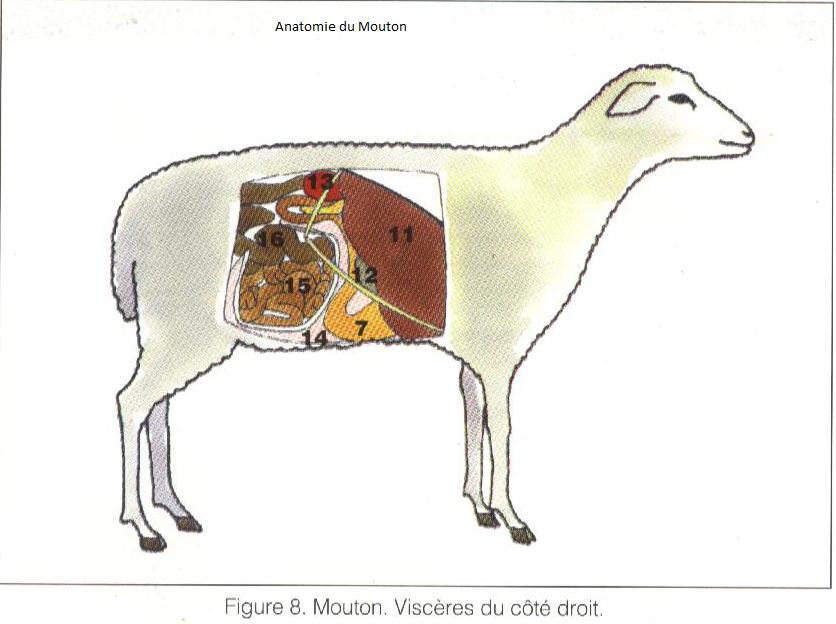 Comment S'appelle Le Cri Du Mouton Anatomie du Mouton ~ Medecine Veterinaire