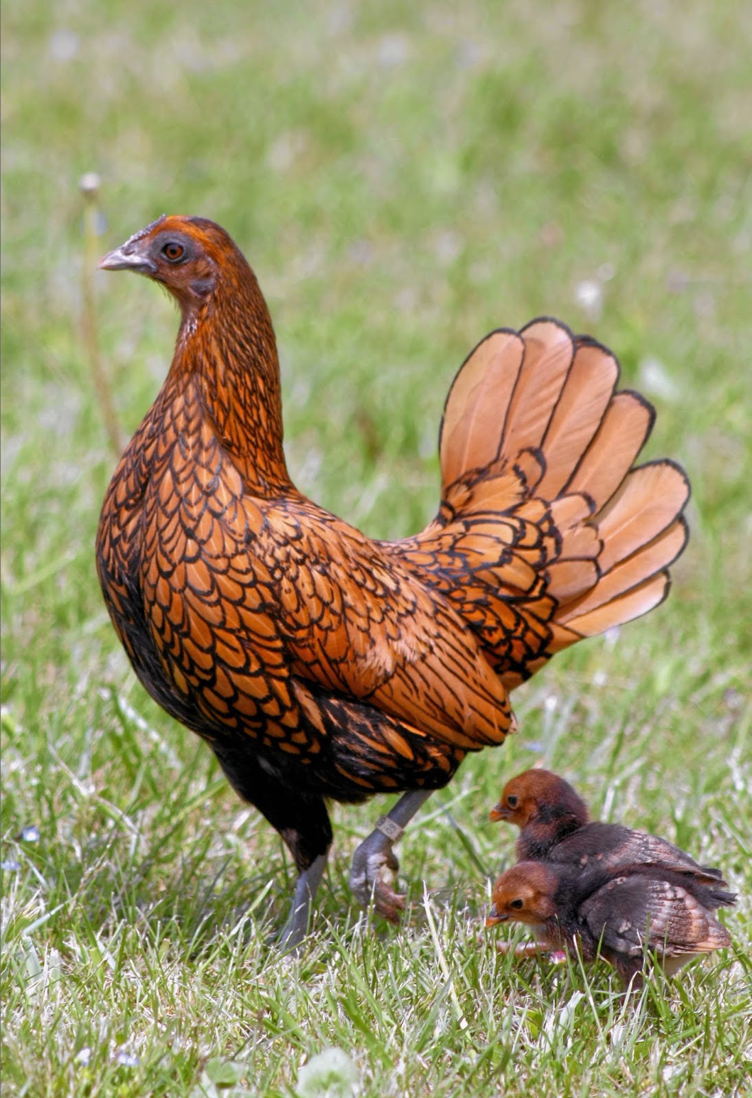Ayam Batik Kanada Betina Induk sedang merawat anak nya