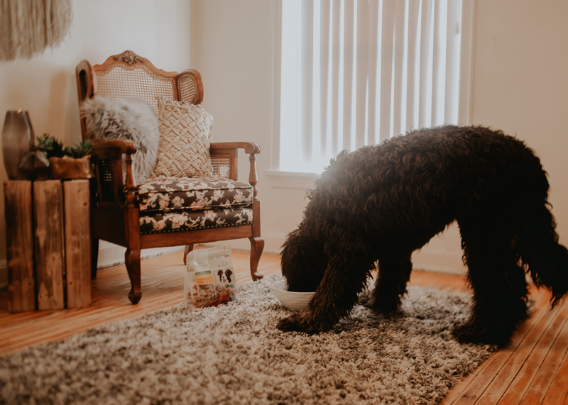 Why Freshpet Is Best For My Dogs and Cats