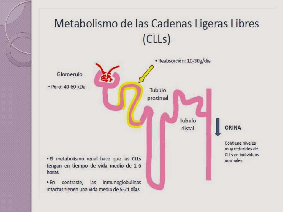 caulelab Cadenas Ligeras Libres Kappa y Lambda en suero