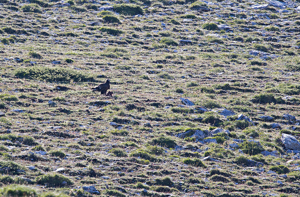 Mount Olympus Μερικές στιγμές της καθημερινότητας ενός υπέροχου