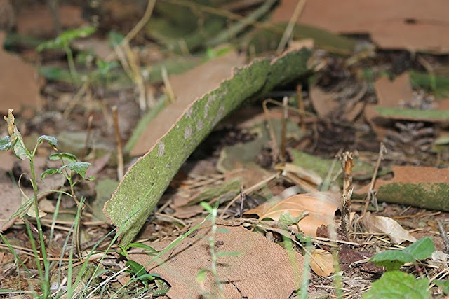 August 2018 Lokalzeit Junkie