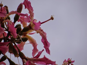 Ass flores alegram a alma em Porto Alegre