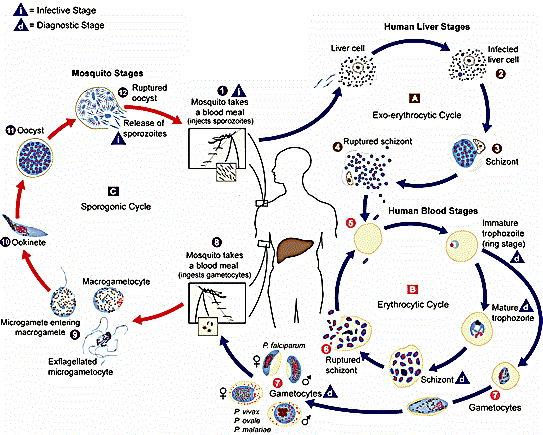A Plasmodium malária életformái. Tartalomjegyzék
