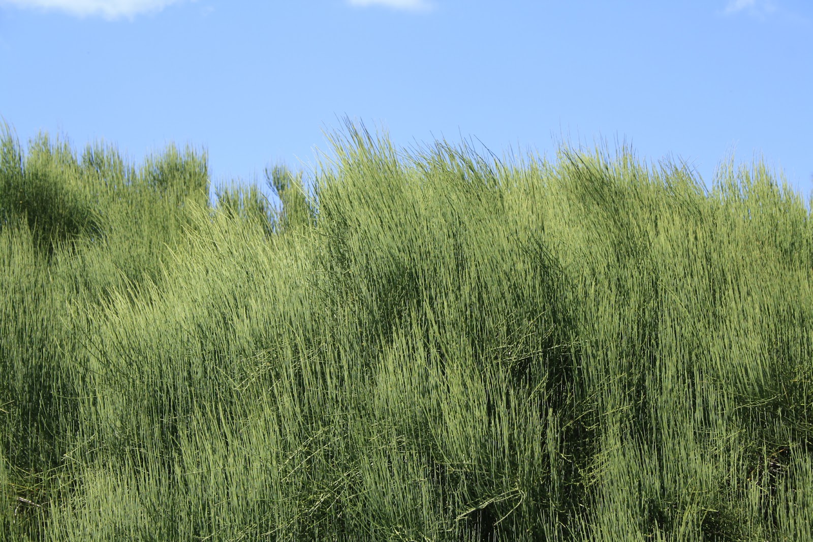 Unterfrankes Welt: Botanischer Garten Würzburg - Gräser der