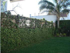 Reverdir **JARDINERIA Y PAISAJISMO**: CESPED, ENAMORADA y BIGNONIA