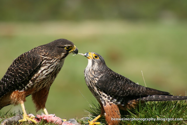 Ben Weiner Photography: Kārearea, The New Zealand Falcon