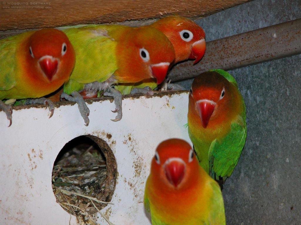 Bird In Everything Love Birds Nesting