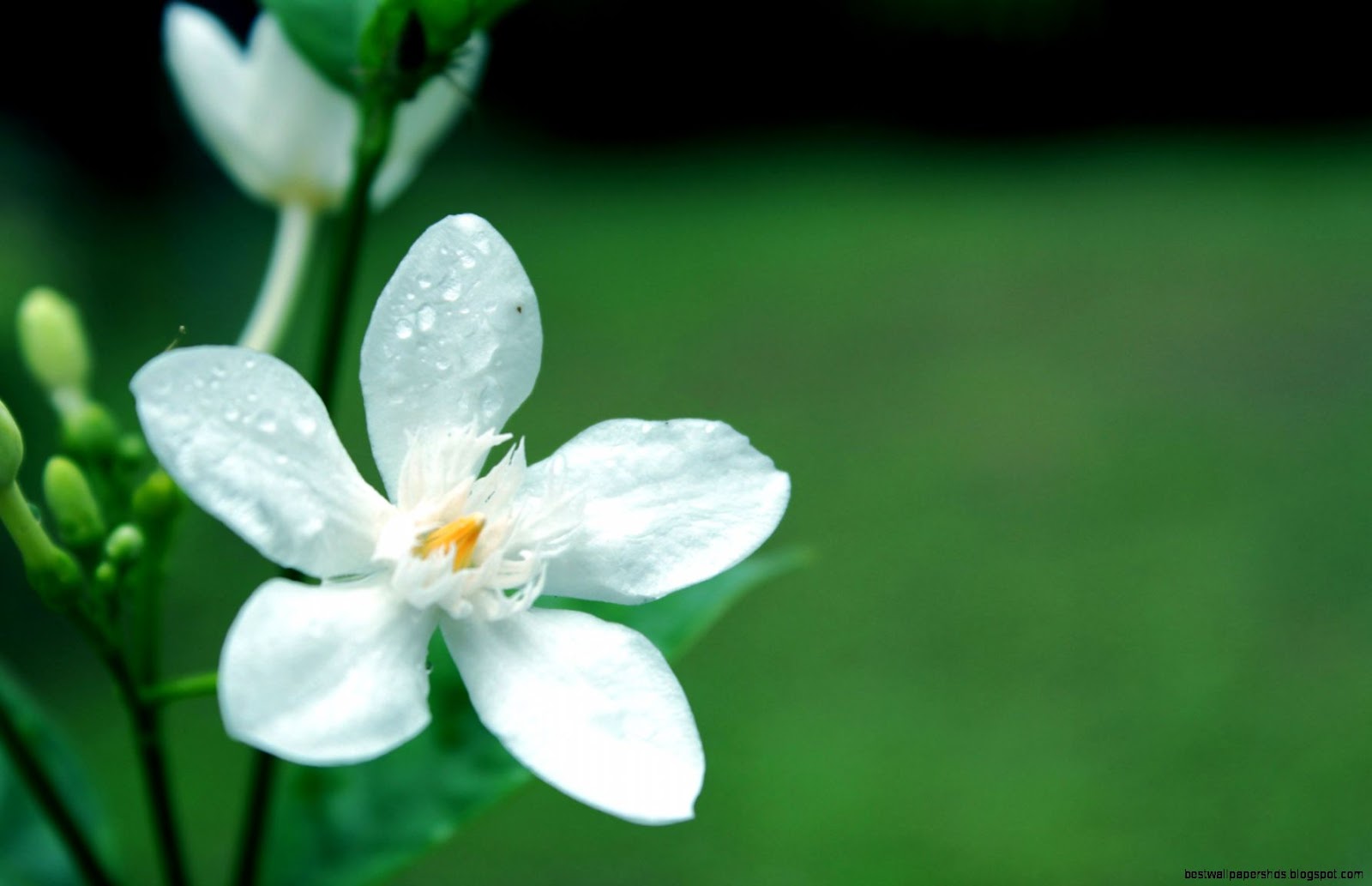 White Flowers with Water Drops