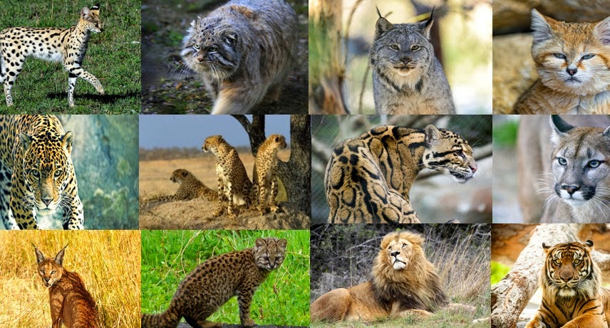 fifteen big cats and wild cats are to be found here but can