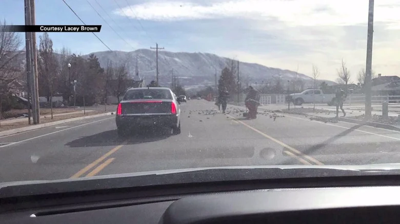 Hundreds of dead birds suddenly fell from the sky in Utah-3