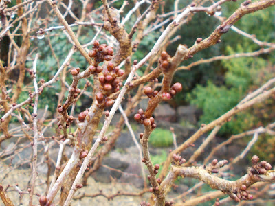Prunus incisa "Kojo no mai" Green Fingered Blog
