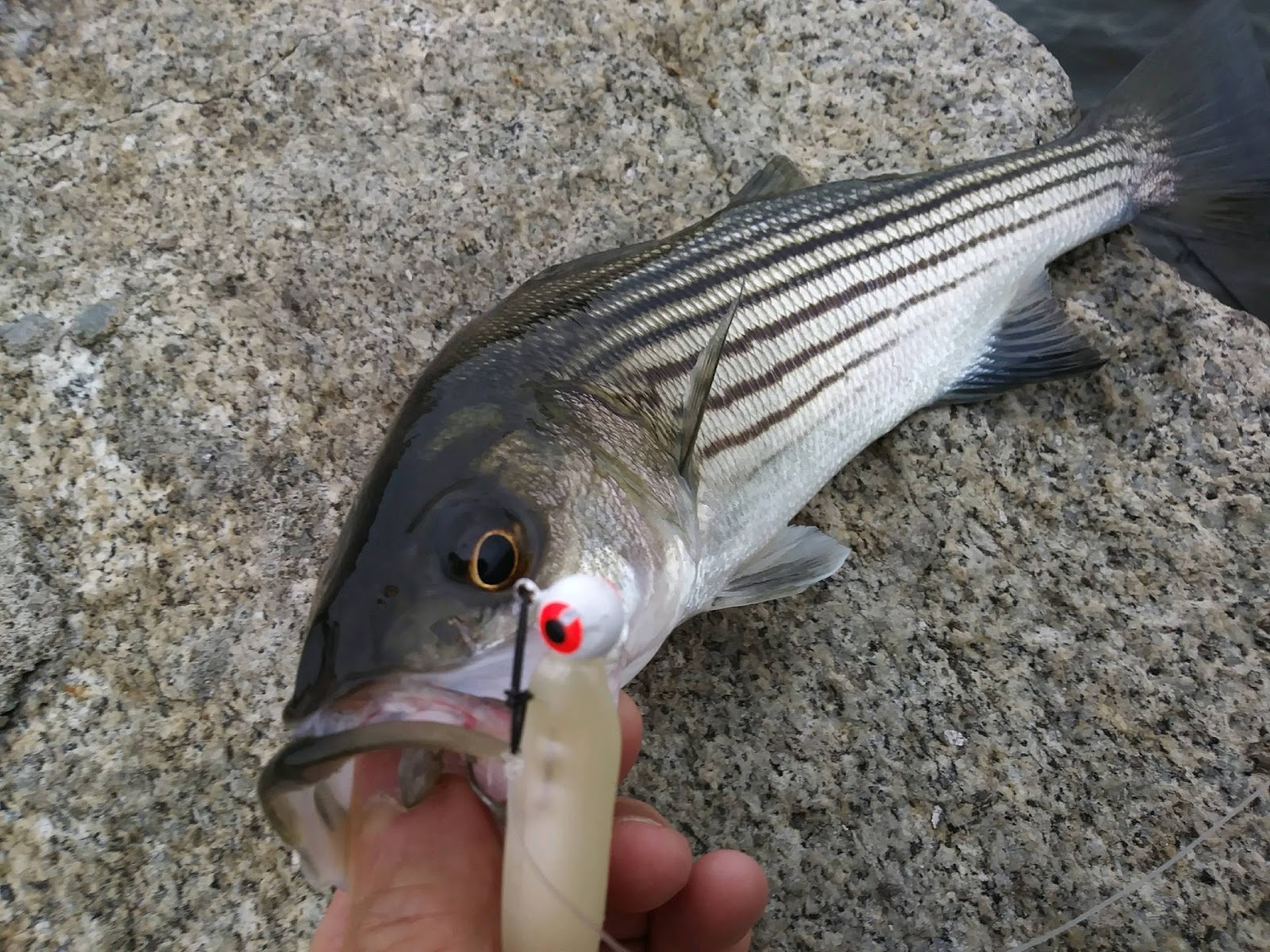 Rhode Island Striped Bass: Small Fish Continue to Dominate
