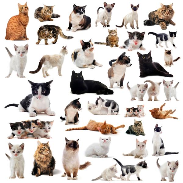 mundo felino Tipo de pelaje de gatos mundo felino Tipo de pelaje de gatos