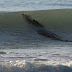 Πανικό προκάλεσε κροκόδειλος αλμυρού νερού που εμφανίστηκε σε παραλία της Αυστραλίας