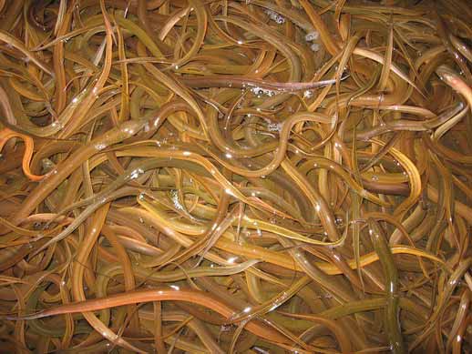 Peternak Belut Indramayu Public Group Facebook