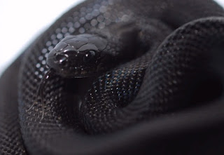 Melanismo: Serpiente negra