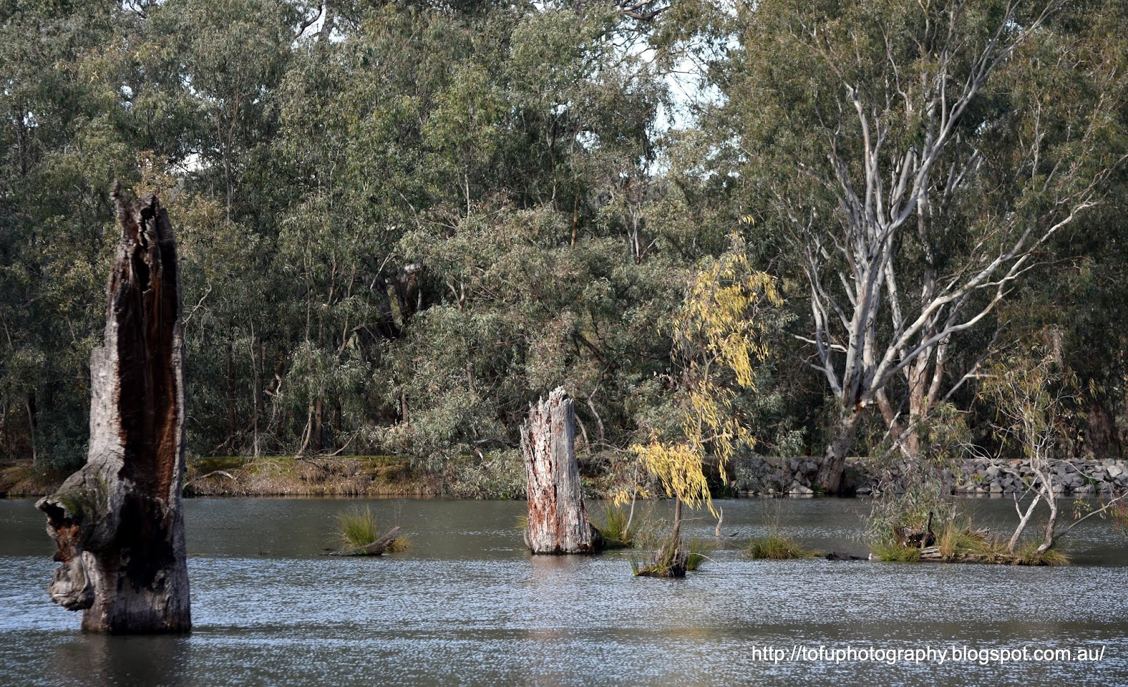 Tofu Photography Dead tree stumps in the water at Horseshoe Lagoon by
