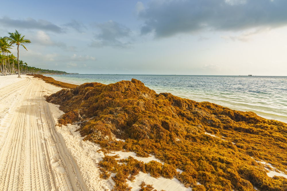 sargassum on beach