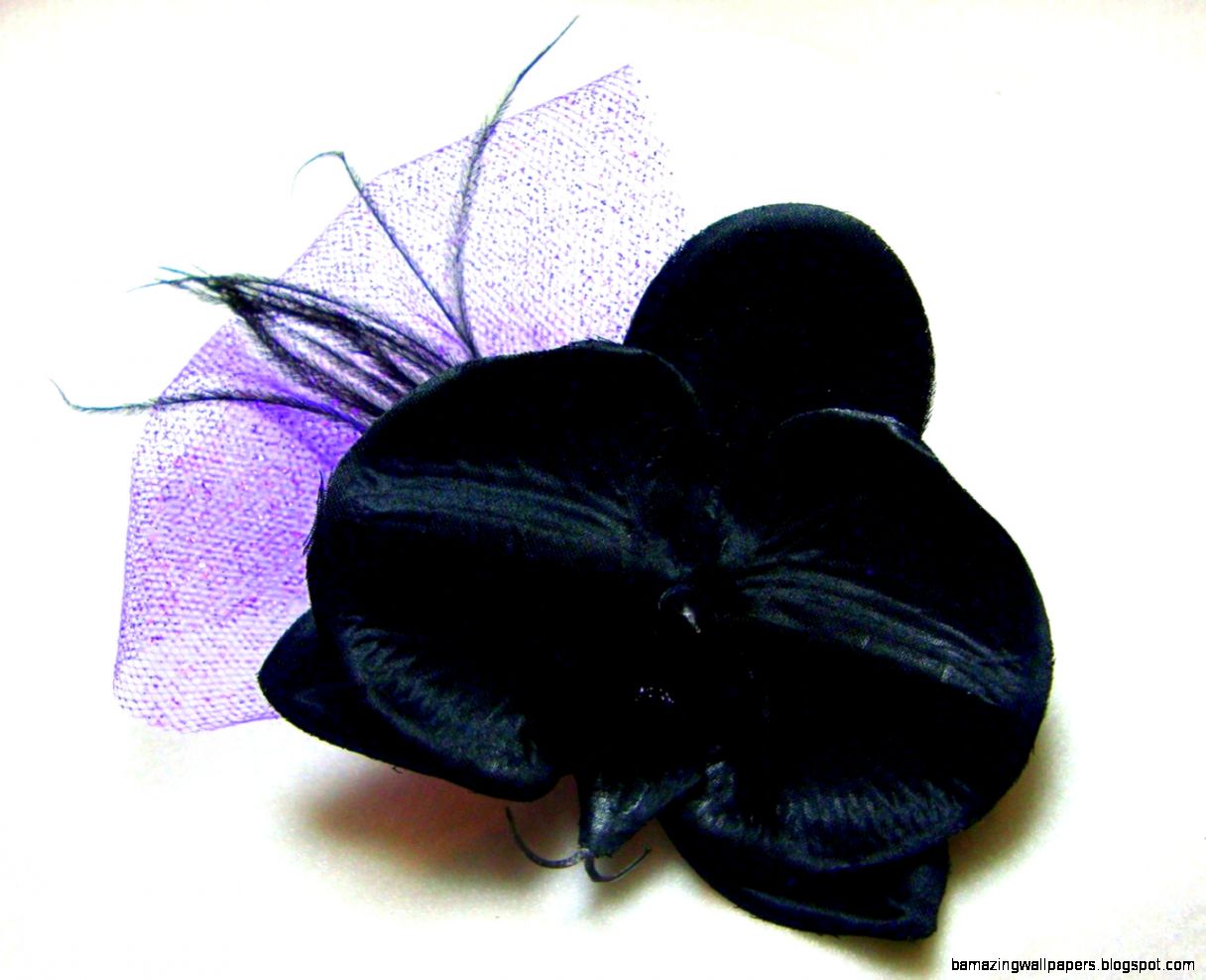 sale black orchid with purple