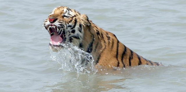 Sunderbans Wildlife Sanctuary, Royel Bangal Tiger 