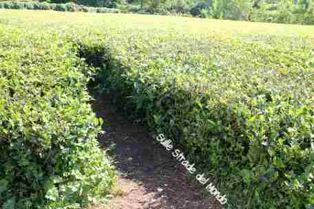 piantagione di tè