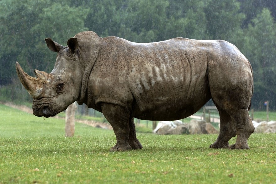 Three Ways A Rhino Penis Extension Spices Up Your Sex Life