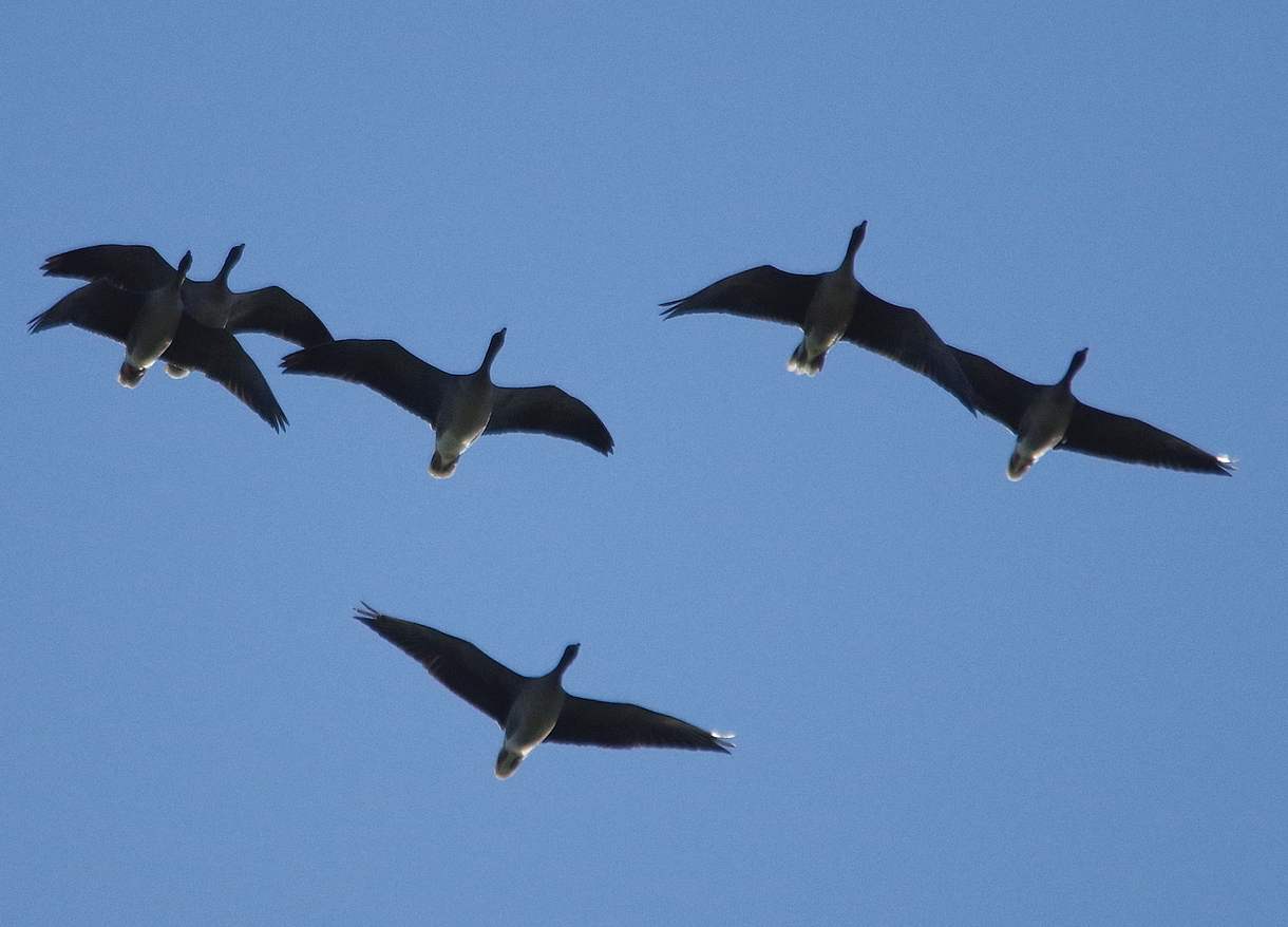 Birds of the Heath Bean Geese at Buckenham RSPB