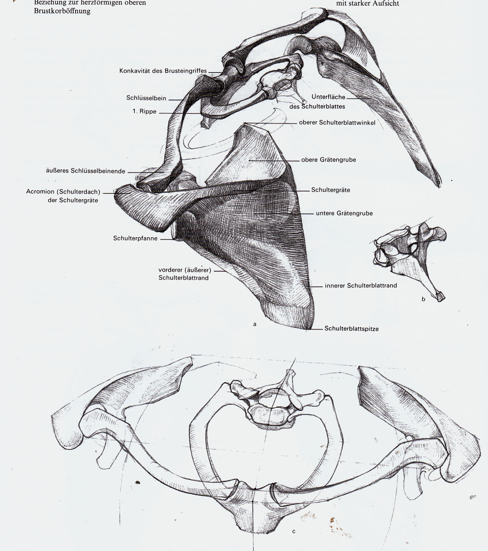 баммес плечевой пояс. ключица трубчатая кость или нет. схема ключицы. ключицы баммес анатомия. строение ключичной кости.