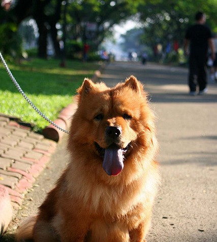 Top 5 Anjing Termahal Di Dunia | Fakta Info Unik | PasangIklanMurahLaris