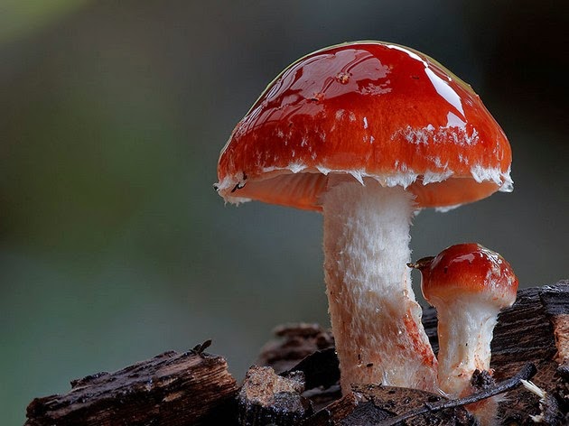mushrooms and fungi photographed by Steve Axford-9