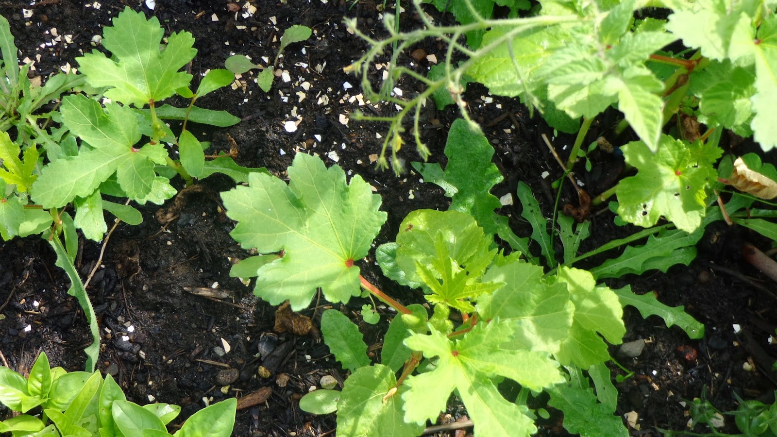 Daniel's Pacific NW Garden Can Okra be Grown in the Pacific Northwest?